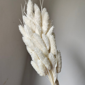 Hierba de Gema Real para Arreglos Florales y Creación de Ramos/Bouquets, <span class=keywords><strong>Phalaris</strong></span> Seca para Decoración del Hogar y Graduaciones - Product Image 2