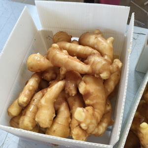 Cây trồng mới tươi nguyên liệu gừng gingembre Sản xuất tại Trung Quốc xuất khẩu không khí sạch gừng giá Trung Quốc - Product Image 1