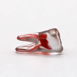 Denti dentali di alta qualità di denti di radice stampati 3D per la pratica