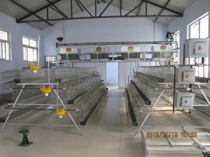 Yumurta tabakası tavuk kanatlı çiftliği için bir tip pil tabakası tavuk kafesi yetiştiriciliği tavuk kafesi <span class=keywords><strong>roost</strong></span> kafes - Product Image 4