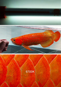ไฟสำหรับปลามังกรแดง 3 สีหลัก กันน้ำ 2700K 6700K 13000K 16000K สีแดงทองพิเศษ T5 สำหรับปลามังกรแดง - Product Image 3