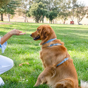Arnés y Correa Ajustables para Perro, Resistentes al Agua, con Material Recubierto de TPU Premium, para Exteriores, para Mascotas, Éxito de Ventas <span class=keywords><strong>2025</strong></span> - Product Image 2