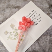 Lovebay Groothandel Gedroogde Bloem Geconserveerde Scabiosa Voor Decoratie Natuurlijk Geconserveerde Windmolen Bloem Voor Bruiloft Home Office Party