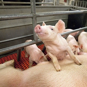 Jaula de parto a la venta en Filipinas Jaula para cerdos embarazadas con bebedero de acero inoxidable para cerdos - Product Image 1