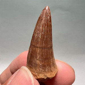 Dent authentique de Mosasaur - Dents de dinosaure marin préhistorique, spécimen réel de <span class=keywords><strong>taille</strong></span> humaine avec matrice pour l'éducation - Product Image 2