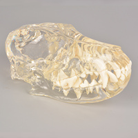 Modelo Anatómico Dental Transparente de Perro, Gato y Conejo con Material de PVC, Huichun Medical Science