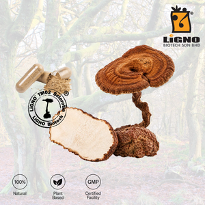 สารสกัดจากเห็ดนมเสือ LiGNO TM02 บริสุทธิ์ ชนิดผง สำหรับผลิตภัณฑ์บำรุงผิว เกรดเครื่องสำอาง - Product Image 1