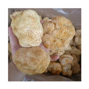 Jamur Surai Singa Deshidratado Champignon Utuh <span class=keywords><strong>Hericium</strong></span> <span class=keywords><strong>Erinaceus</strong></span> - Product Image 1