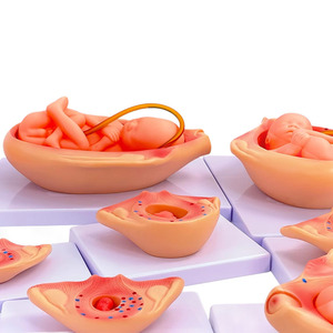 Modèle d'anatomie du processus de développement de la formation fœtale humaine grandeur nature - Product Image 6