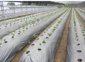 غشاء من البولي إيثيلين الشفاف المُقوي غشاء بلاستيكي من البولي إيثيلين منخفض الكثافة للزراعة في الدفيئة للحماية من الأشعة فوق البنفسجية - Product Image 4