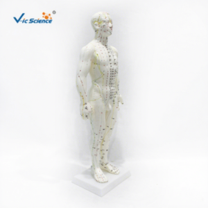 Modelo de meridianos humanos grabado en relieve, súper claro, para acupuntura de cuerpo completo, medicina china, modelo de enseñanza de hombre blanco - Product Image 4