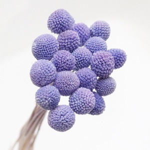 <span class=keywords><strong>Flores</strong></span> Secas <span class=keywords><strong>de</strong></span> Craspedia Billy Balls, Decoración Duradera para el Hogar, Oficina, Bodas y Eventos - Product Image 3