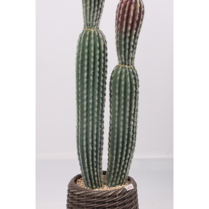 Cilindrico alla moda realistico artificiale <span class=keywords><strong>cactus</strong></span> con vasi per la decorazione interna esterna - Product Image 5