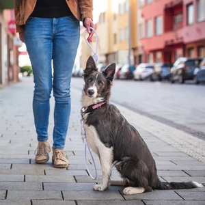 Sunraymascota Correa de PVC Impermeable para Mascotas Personalizada - Product Image 3