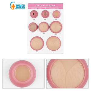 Model Dilatasi Serviks Jari 1-8 untuk Pengajaran Ilmu Kedokteran Ginekologi Wanita Hamil Melahirkan - Product Image 1