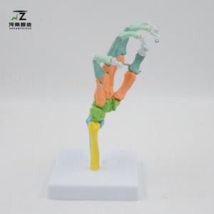 Nouveau modèle articulé de main 1:1 avec points de départ et d'arrivée des muscles, modèle pédagogique pour hôpitaux et écoles - Product Image 5