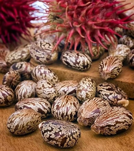Graines de ricin naturelles entières Ricinus Communis Qualité export Graines agricoles pour l'extraction d'huile en vrac et la fabrication - Product Image 3