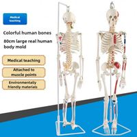 Modèle de squelette humain grandeur nature avec des proportions réelles et des articulations flexibles pour l'enseignement des sciences médicales