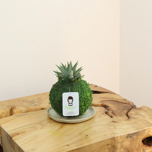 ฮาวอร์ธิอา โคเคดามา มอสบอล สำหรับแขวนตกแต่ง - Product Image 2