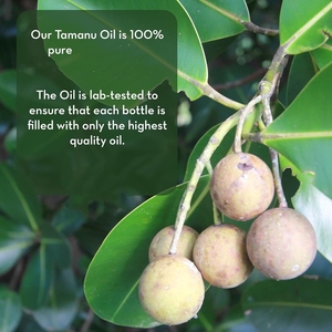 Private Label puro olio per il corpo Tamanu alleviare l'irritazione degli arrossamenti riparazione psoriasi promuovere la rigenerazione della pelle olio di Tamanu - Product Image 3