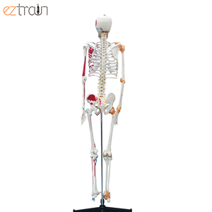 पूर्ण-आकार के साथ कंकाल मांसपेशियों और स्नायुबंधन, जीवन आकार के साथ रंगीन पेशी, कक्षा शिक्षण, डॉक्टरों, chiropractors - Product Image 3