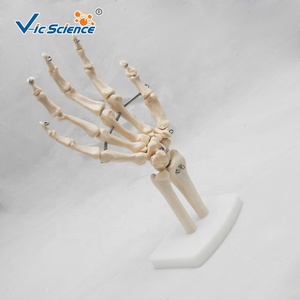 Giải Phẫu Cơ Thể <span class=keywords><strong>3D</strong></span> khoa học y tế Kích thước cuộc sống khớp tay xương xương người mô hình Khớp xương người mô hình xương giải phẫu với bàn tay con người thật - Product Image 3