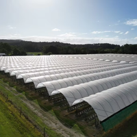 Serre polytunnel en promotion, couverture en film plastique, serre économique multi-travées pour la culture des myrtilles à vendre