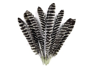 Führender Hersteller Großhandel Federkunstprodukte Beste Qualität 10-12 Zoll Natürliche Gestreifte Truthahn-Pointerfedern für Dekorationen - Product Image 5