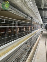 Nouvelle cage à poules pondeuses entièrement automatique de type H, galvanisée à chaud, anti-corrosion, pour 40 000 oiseaux, avec une durée de vie de 20 ans
