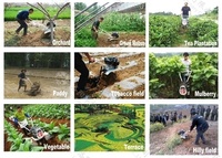 Mini motoculteur à essence 5,5 CV pour désherbage et travail du sol, adapté aux terres arides, rizières, vergers, jardins et serres, avec boîte de vitesses