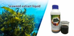 الأسمدة العضوية الورقية <span class=keywords><strong>ascophyllum</strong></span> من الأعشاب البحرية مستخلص السائل - Product Image 2