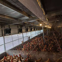 Système d'alimentation fiable pour poulets, mangeoires et abreuvoirs automatiques pour l'élevage au sol des poulets de chair