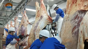 Оборудование для скотобойни, линия убоя коров с 200 головками, оборудование для переработки мяса крупного рогатого скота с компонентами сердечника подшипника двигателя - Product Image 5