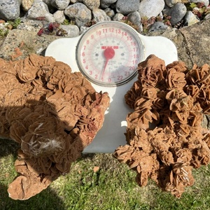 Espécimen de Piedra de Rosa del Desierto Natural, Hermosa Muestra Mineral de Rosa de Yeso para Colección, Adorno para el Hogar, Venta al por Mayor - Product Image 6