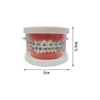 YOUYA DENTAL Tipodonto Dental Modelo Anatómico de Ortodoncia MX-030 de Plástico Realista, Semi-Selpligado, Normal, para Ciencias Médicas