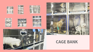 <span class=keywords><strong>Cage</strong></span> vétérinaire en acier inoxydable, hôpital vétérinaire, chenil pour animaux, <span class=keywords><strong>cage</strong></span> de récupération vétérinaire, équipement médical vétérinaire - Product Image 6