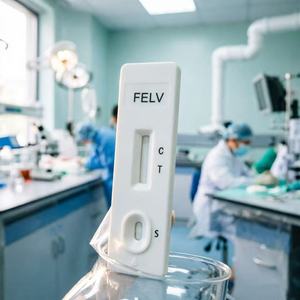 Kit de Prueba Rápida FCV para Gatos, Uso Doméstico, el Mejor para Veterinarios, Equipo de Diagnóstico <span class=keywords><strong>Veterinario</strong></span> - Product Image 2