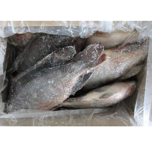 Poisson Tilapia IQF congelé en vrac Aliments IQF Pour Poisson Tilapia pour la vente en gros - Product Image 4