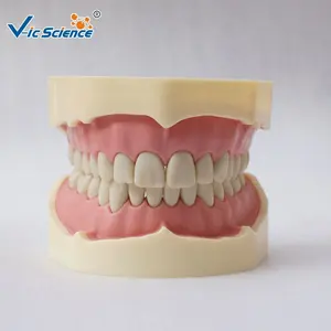 China Made Frasaco Dental Model for sale
