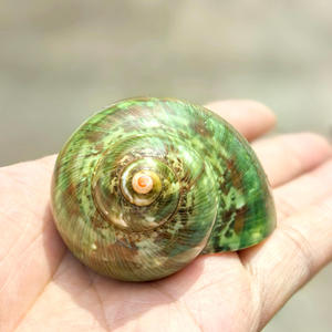 Concha pulida Concha Verde Antiguo Rollo Especial Cangrejo Ermitaño Acuario Peces para Paisaje Amarillo <span class=keywords><strong>Salamandra</strong></span> - Product Image 6