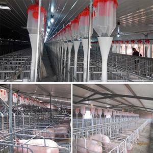 Sıcak daldırma galvanizli domuz yetiştiriciliği ekipmanları sows gestasyon kasaları domuz kafesleri - Product Image 4