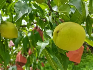 Robert O pupuk Foliar organik kualitas tinggi pupuk tanaman organik larut air