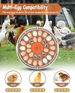 WONEGG Nouvel Incubateur d'Œufs de Poule Économique 30 Œufs 110 V, Également pour Œufs de Caille, Machine à Couver - Product Image 3