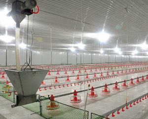 ชุดอุปกรณ์เลี้ยง<span class=keywords><strong>ไก่</strong></span>แบบอัตโนมัติ ChickTech รุ่นใหม่ PP ควบคุมอัจฉริยะ สำหรับให้อาหารและน้ำในโรงเรือน/บ้านเลี้ยง<span class=keywords><strong>ไก่</strong></span> แบบเลี้ยงพื้นดิน - Product Image 3