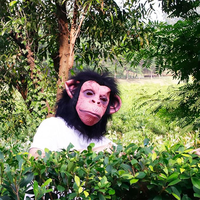 Masques réalistes en latex de singe, gorille, babouin, chimpanzé, tête entière, pour Halloween, anniversaire, Noël, décoration de fête, thème de vacances pour adultes