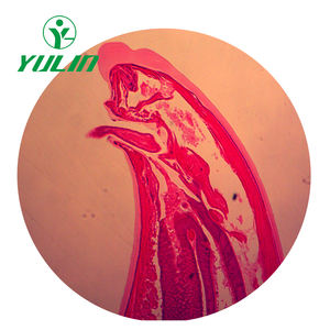 Diapositivas educativas preparadas Fábrica Biología Animal Parasitología Diapositivas biológicas Preparadas para uso en microscopio preparado para la universidad - Product Image 6