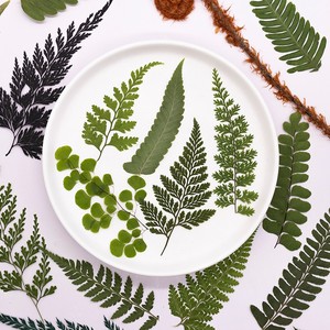 500 pièces/paquet <span class=keywords><strong>de</strong></span> marque-pages en feuilles <span class=keywords><strong>de</strong></span> <span class=keywords><strong>fougère</strong></span> sauvages pressées, artisanales, réalistes, durables, naturelles, pour cadre, remise <span class=keywords><strong>de</strong></span> diplôme, Nouvel An - Product Image 1