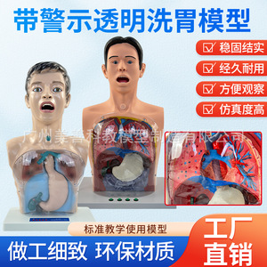 Modèle de lavage gastrique humain, modèle transparent du mécanisme de lavage gastrique avec signes d'avertissement, décompression gastro-intestinale - Product Image 5
