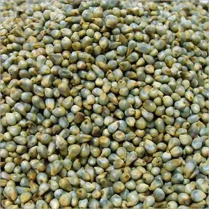 Millet vert de haute qualité pour l'alimentation du bétail, 100% naturel, grains entiers pour la cuisson, la pâtisserie, le stockage à sec, Agistin Biotech Private Limited - Product Image 2