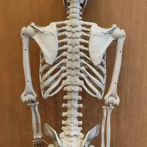 Esqueleto Humano Gigante de 60 Polegadas em Tamanho Real para Decoração de Halloween com Juntas Posicionadas - Product Image 5